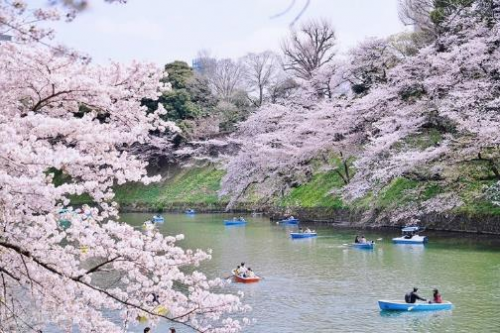 【日本】东京探店：各种美貌的樱花限定！